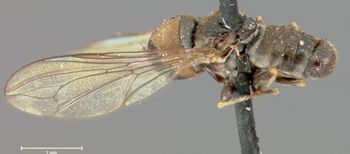 Media type: image;   Entomology 13566 Aspect: habitus lateral view